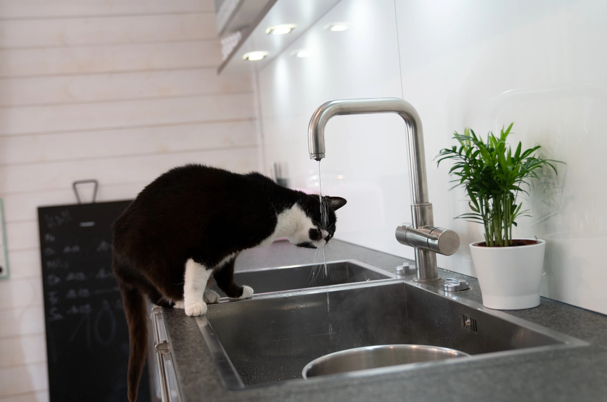 Katze trinkt aus Wasserhahn